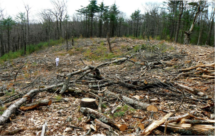 Clearcut in Massachusetts